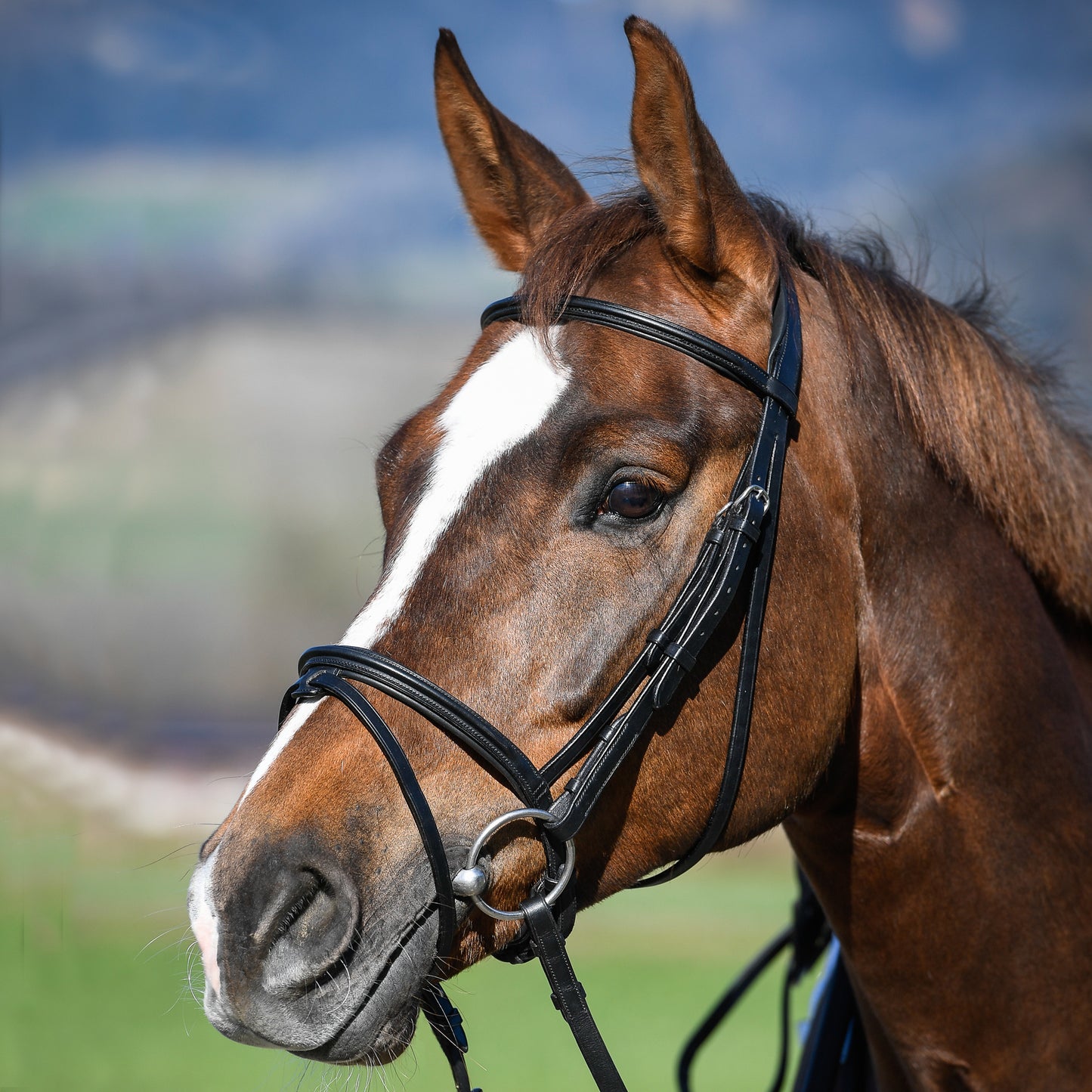 BROWBAND FOR JUMP BRIDLES - Black - Cob