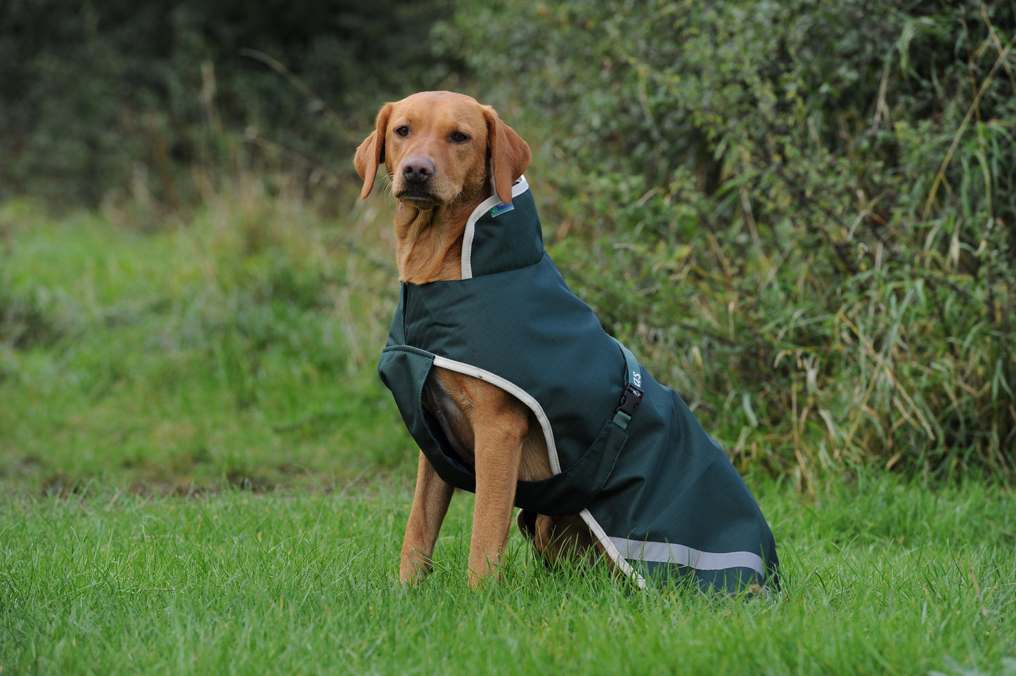 GREEN LINE DOG RUG LARGE- Green/ Cream -59- 28" (70)