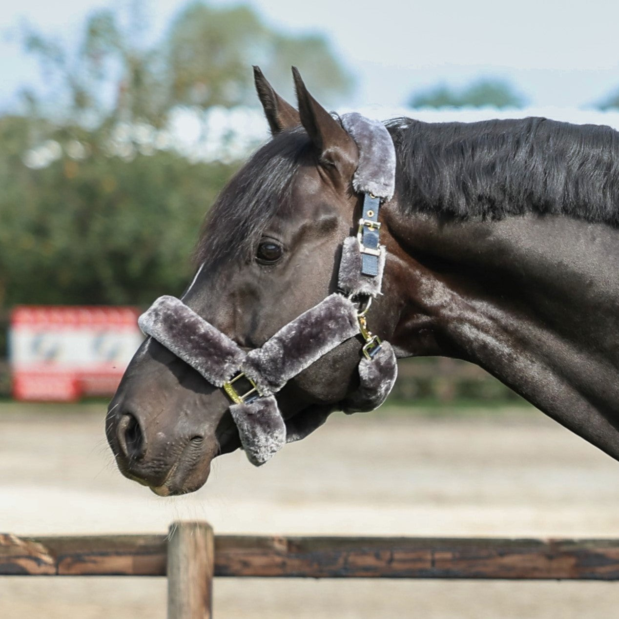 SHOW-LINE FULL FUR HALTER- Burgundy/Grey-54- Cob