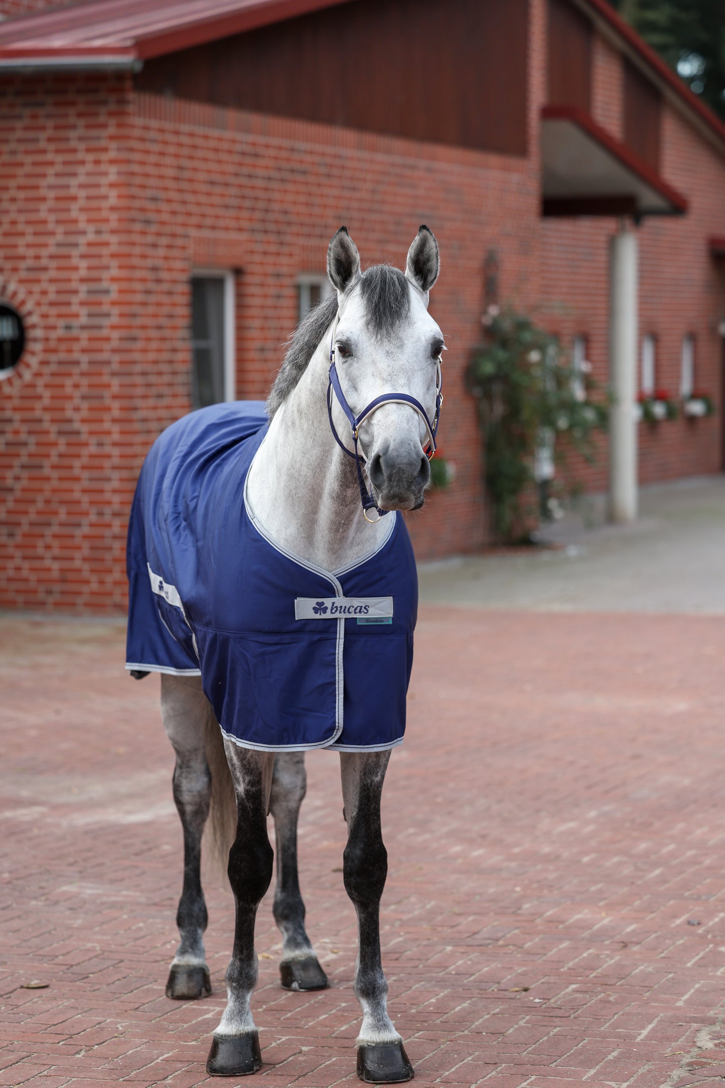 FREEDOM TWILL SHEET PONY- Navy-10- 4'3 (100)