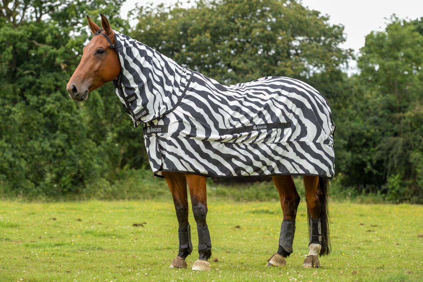 SWEET ITCH ZEBRA PONY- Zebra Print-80- 3'6 (85)