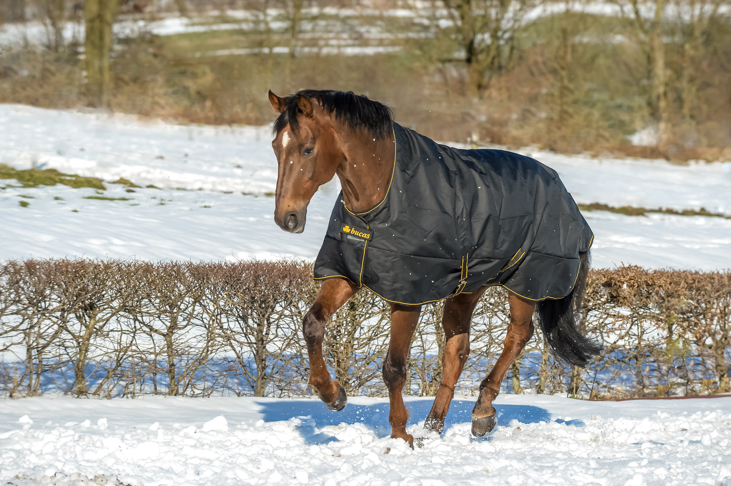 IRISH TURNOUT 300 HIGH NECK- BL/Gold-22- 6'9 (155)