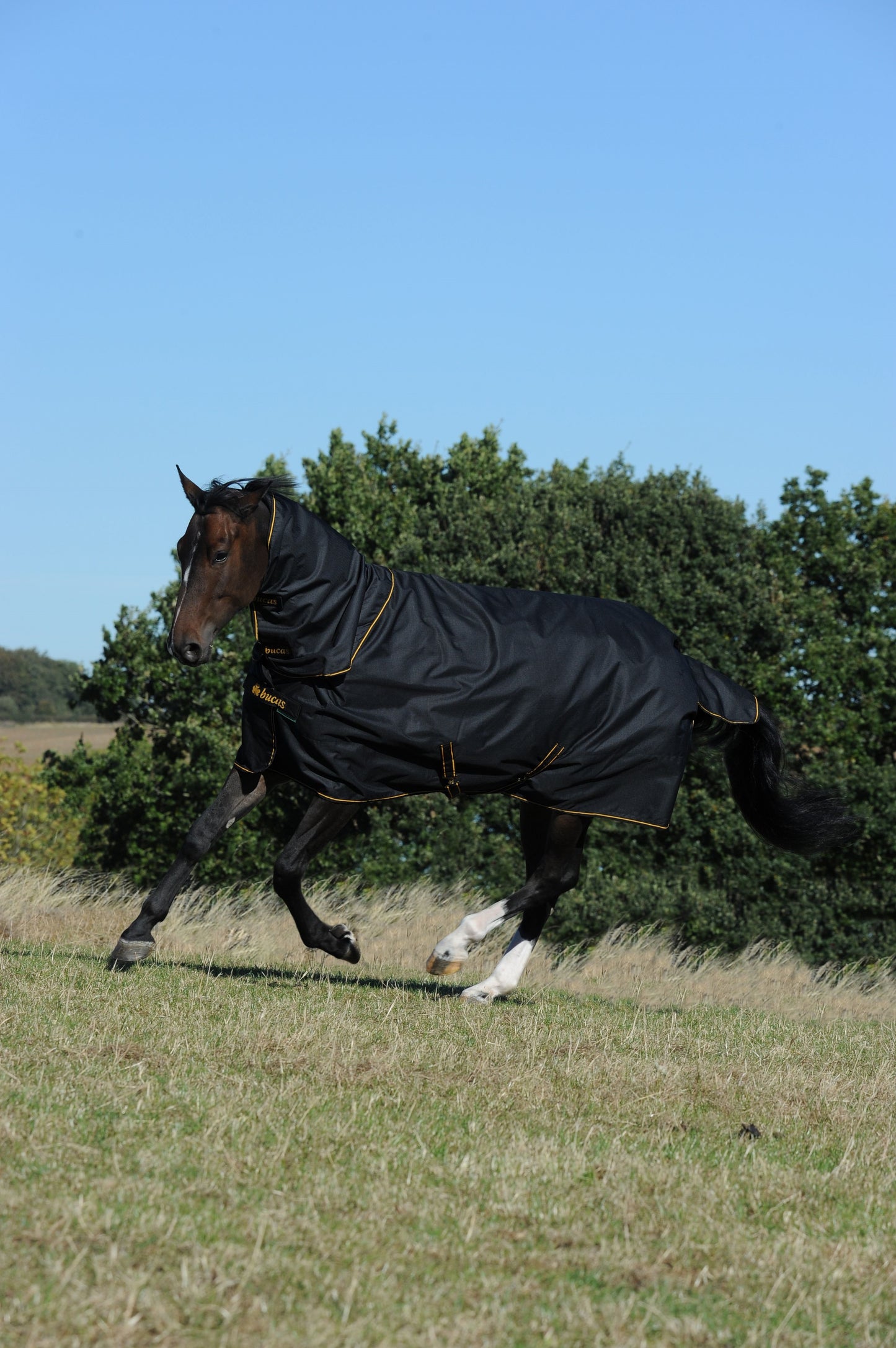 IRISH TURNOUT COMBI NECK- BL/Gold-22- L