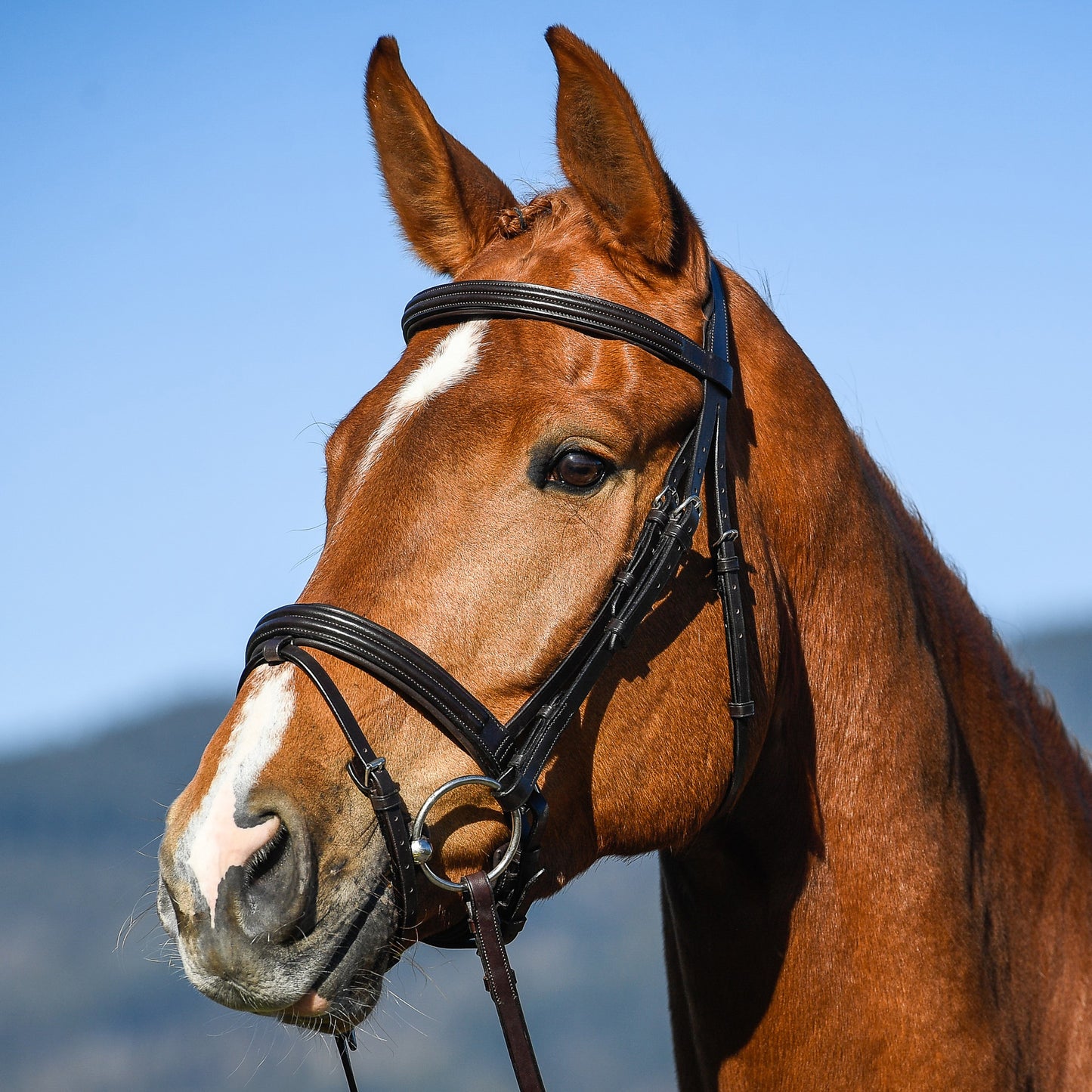 DRESSAGE SNAFFLE BROWBAND - Black - Cob