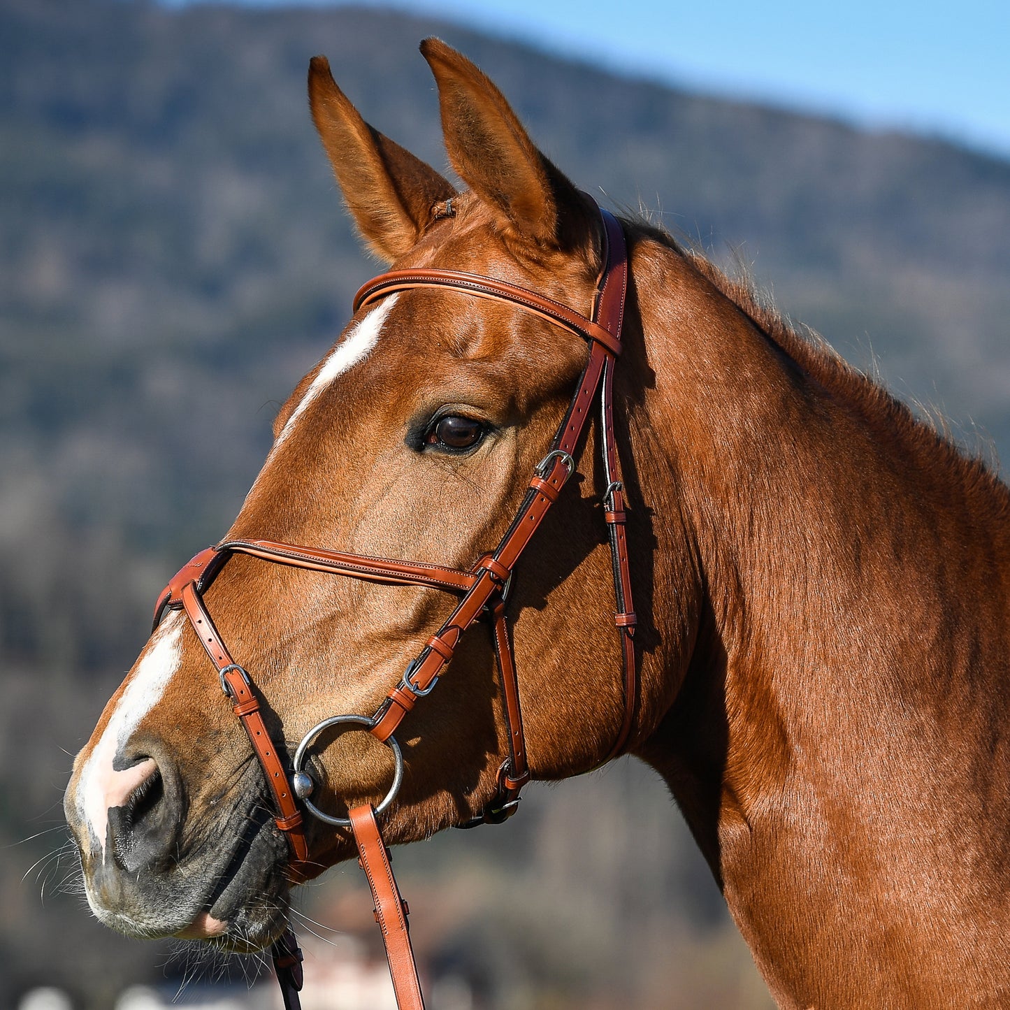 GRACKLE NOSEBAND - Black - Cob