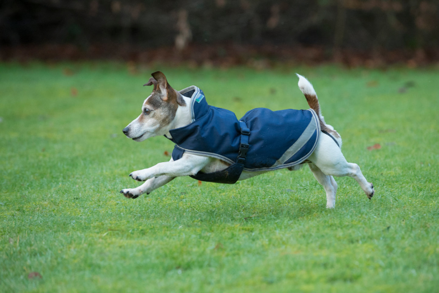 FREEDOM RIP-STOP DOG RUG 300G- Navy/Silver 62- 14'' (35)