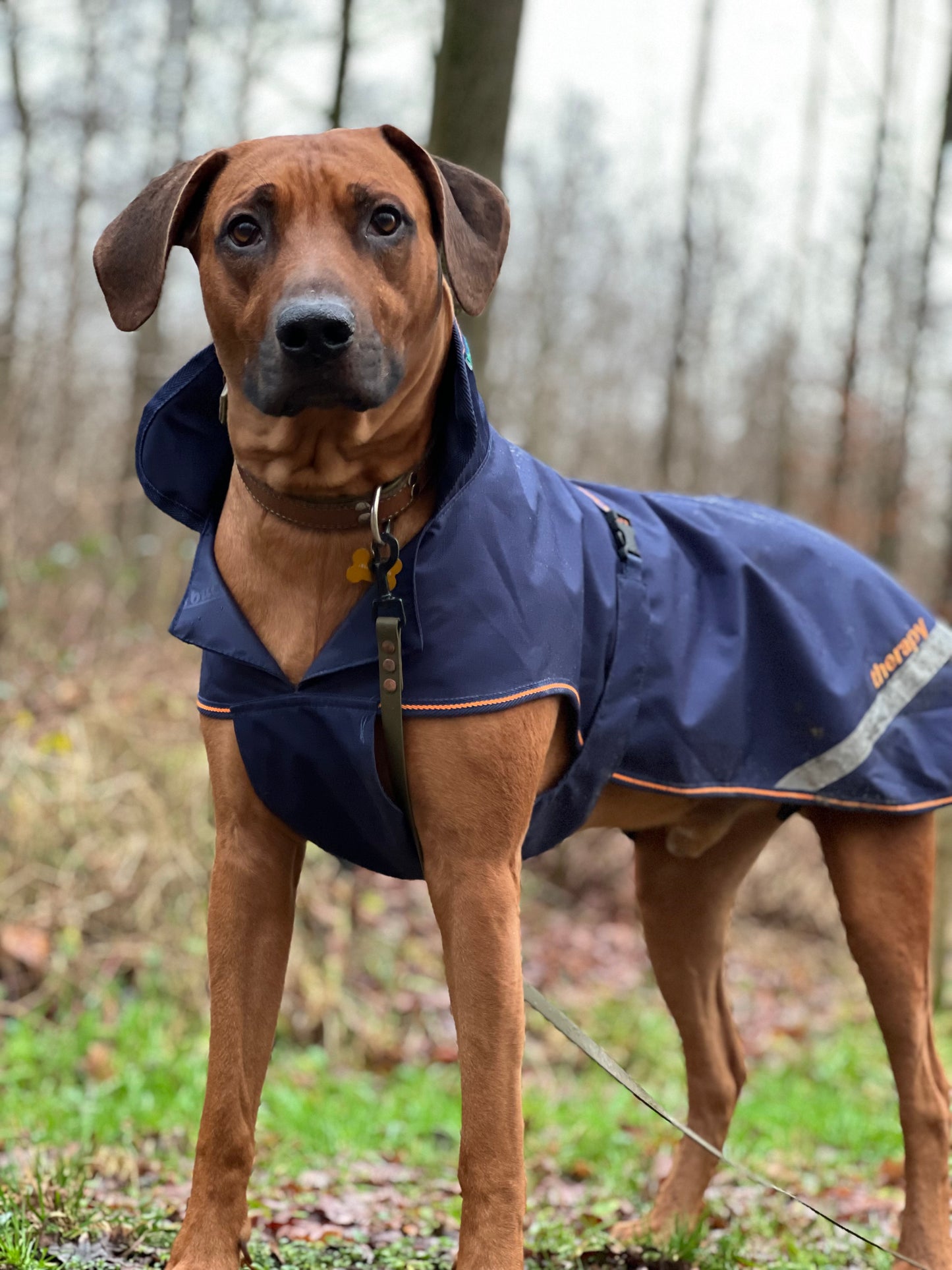 BUCAS THERAPY DOG RUG L- Navy/Orange-51- 28" (70)