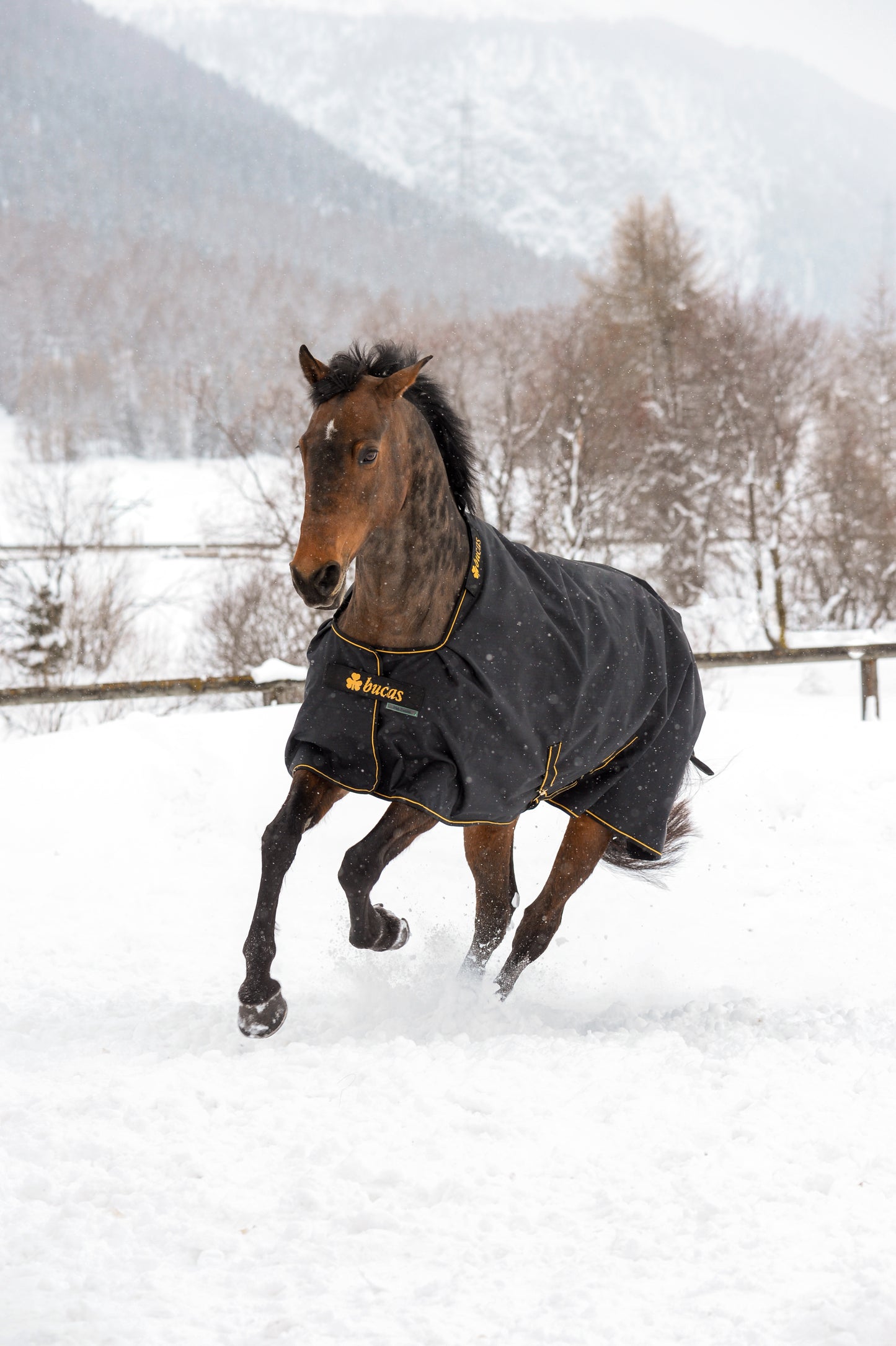 IRISH TURNOUT 50 BIG NECK- Black/Gold-22- 6'6 (145)