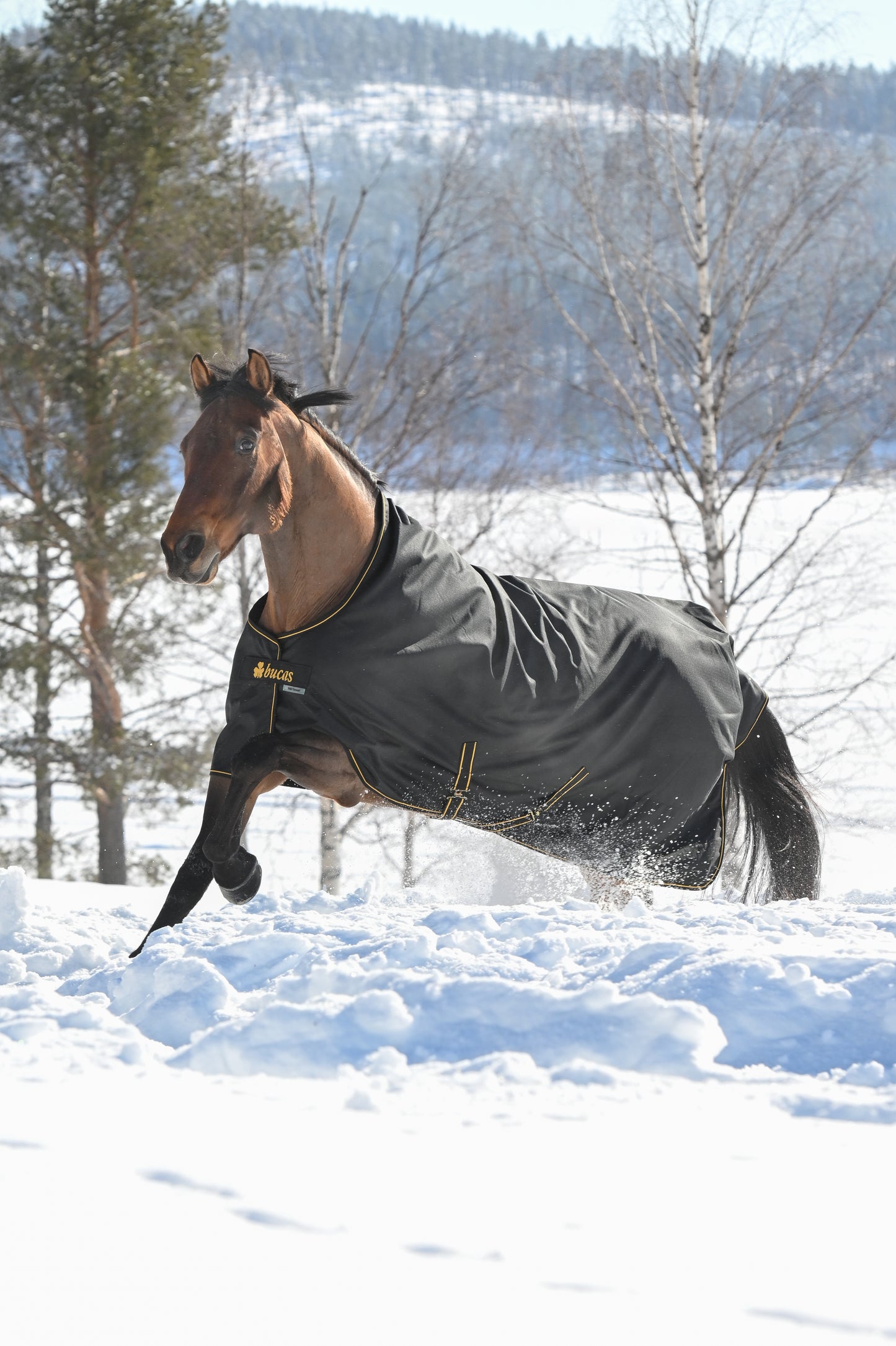 IRISH TURNOUT 100- Black/Gold-22- 6'0 (135)
