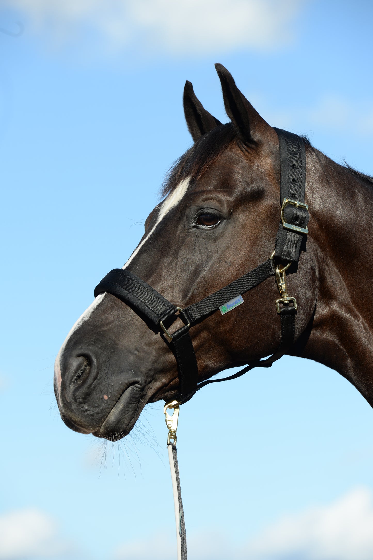 COMFORT HALTER- Brown-06- Cob