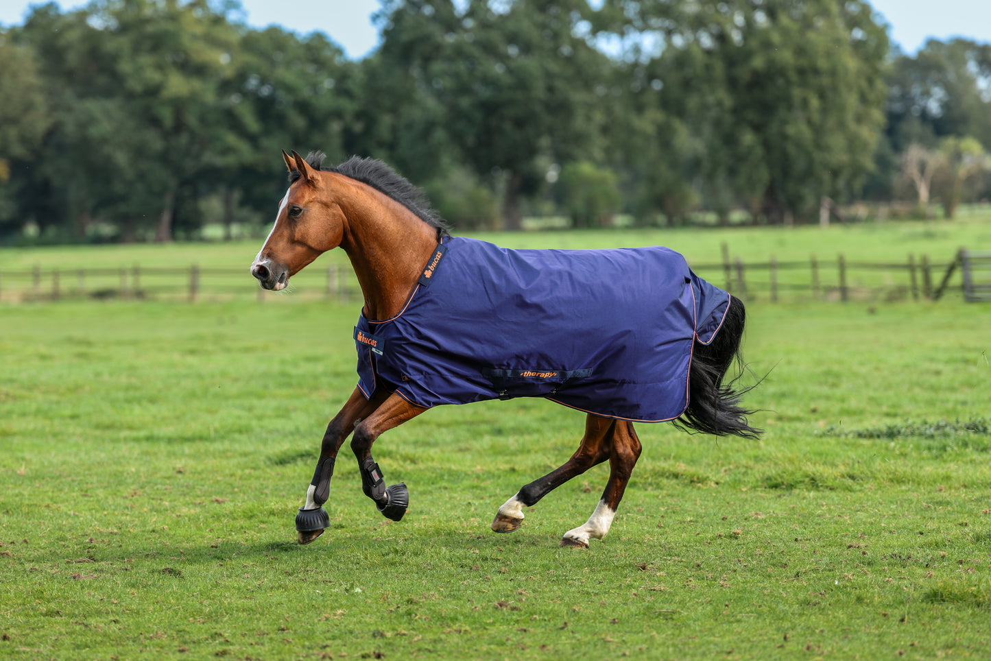 BUCAS THERAPY TURNOUT LIGHT BIG NECK- Navy/Orange-51- 6'6 (1