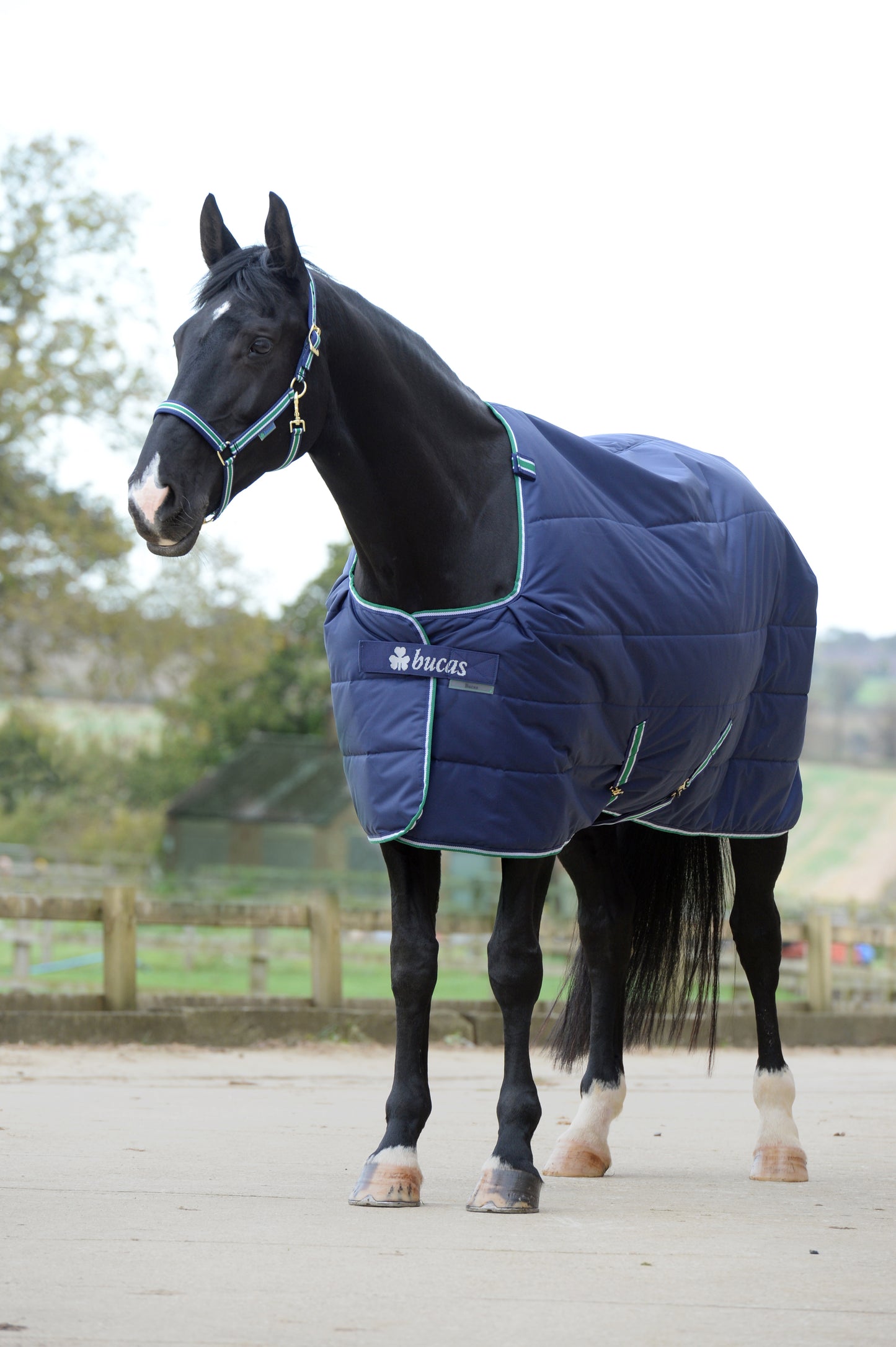 BUCAS QUILT 300 Dermo-Care- Blue-02- 6'0 (135)
