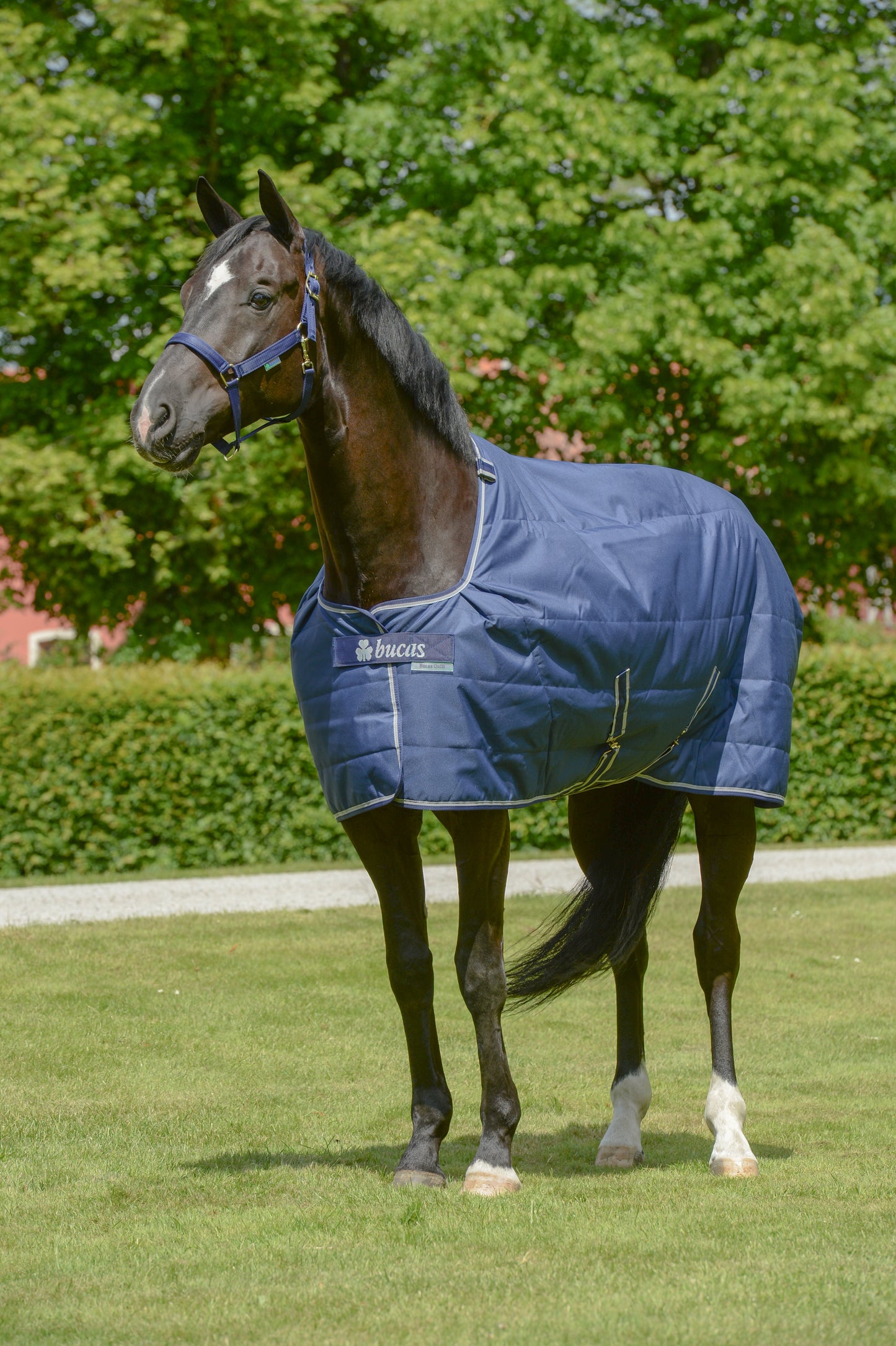 BUCAS QUILT 50 Dermo-Care- Navy-34- 6'3 (140)