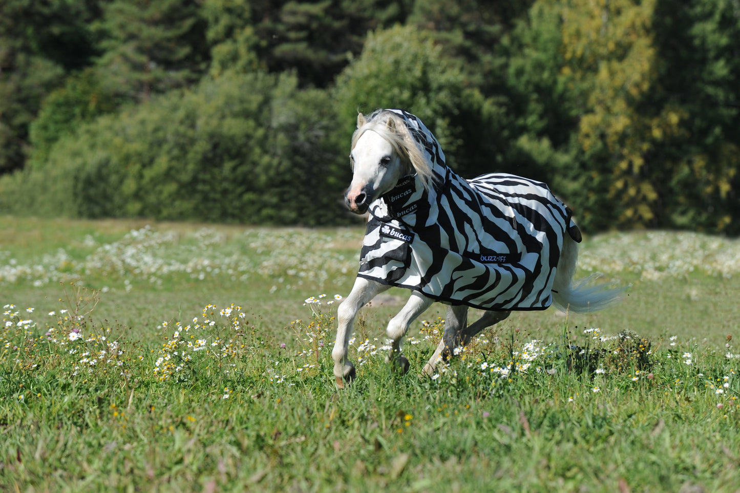 BUZZ-OFF ZEBRA & NECK PONY- Zebra Print-80- 3'6 (85)
