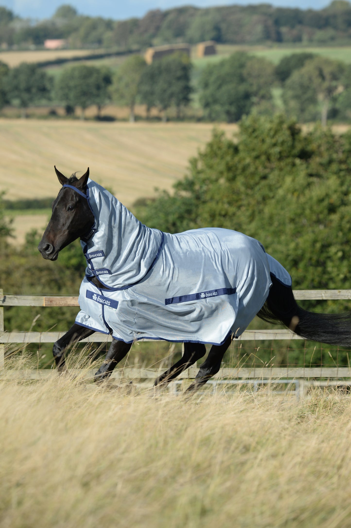 BUZZ-OFF & NECK PONY- Silver/Blue-02- 5'0 (115)