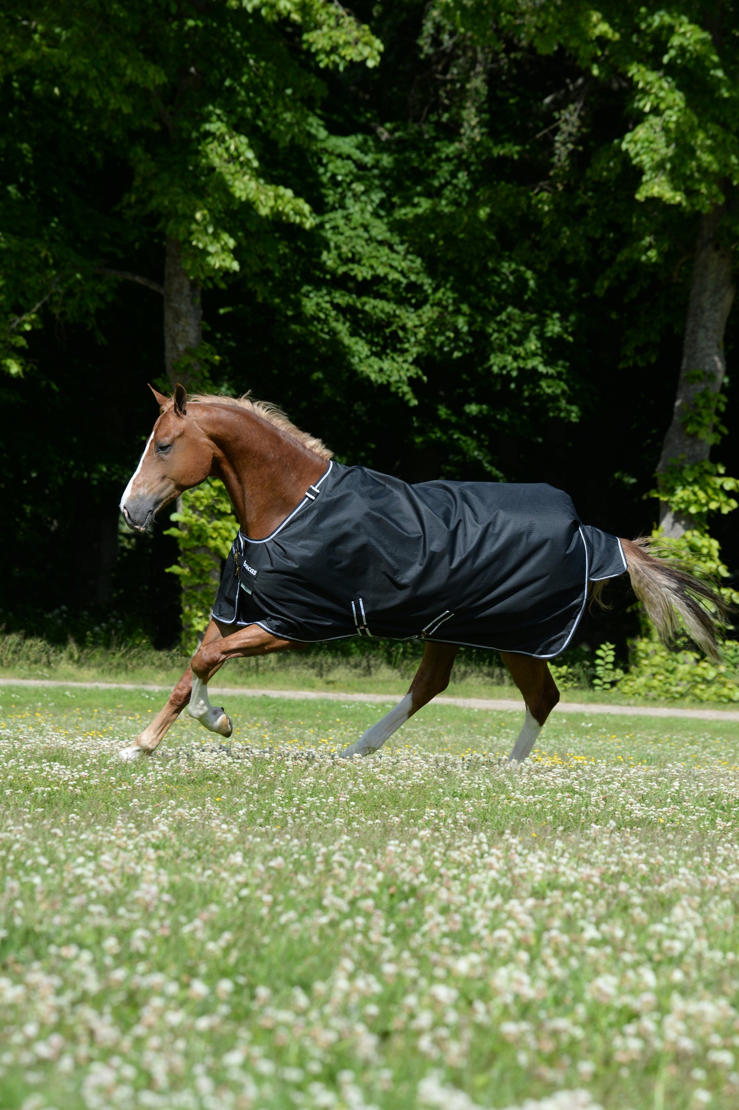 TROT TURNOUT 50- Black/White-82- 6'9 (155)