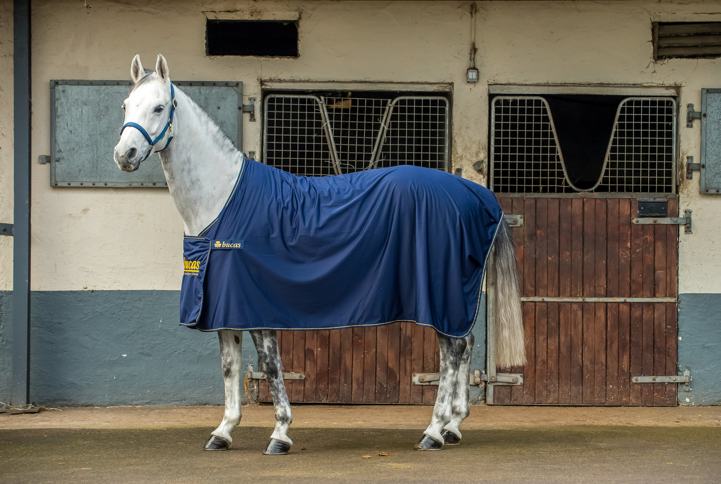 PANEL PRIZE COOLER - Navy/Gold-24 - 7'0 (165)