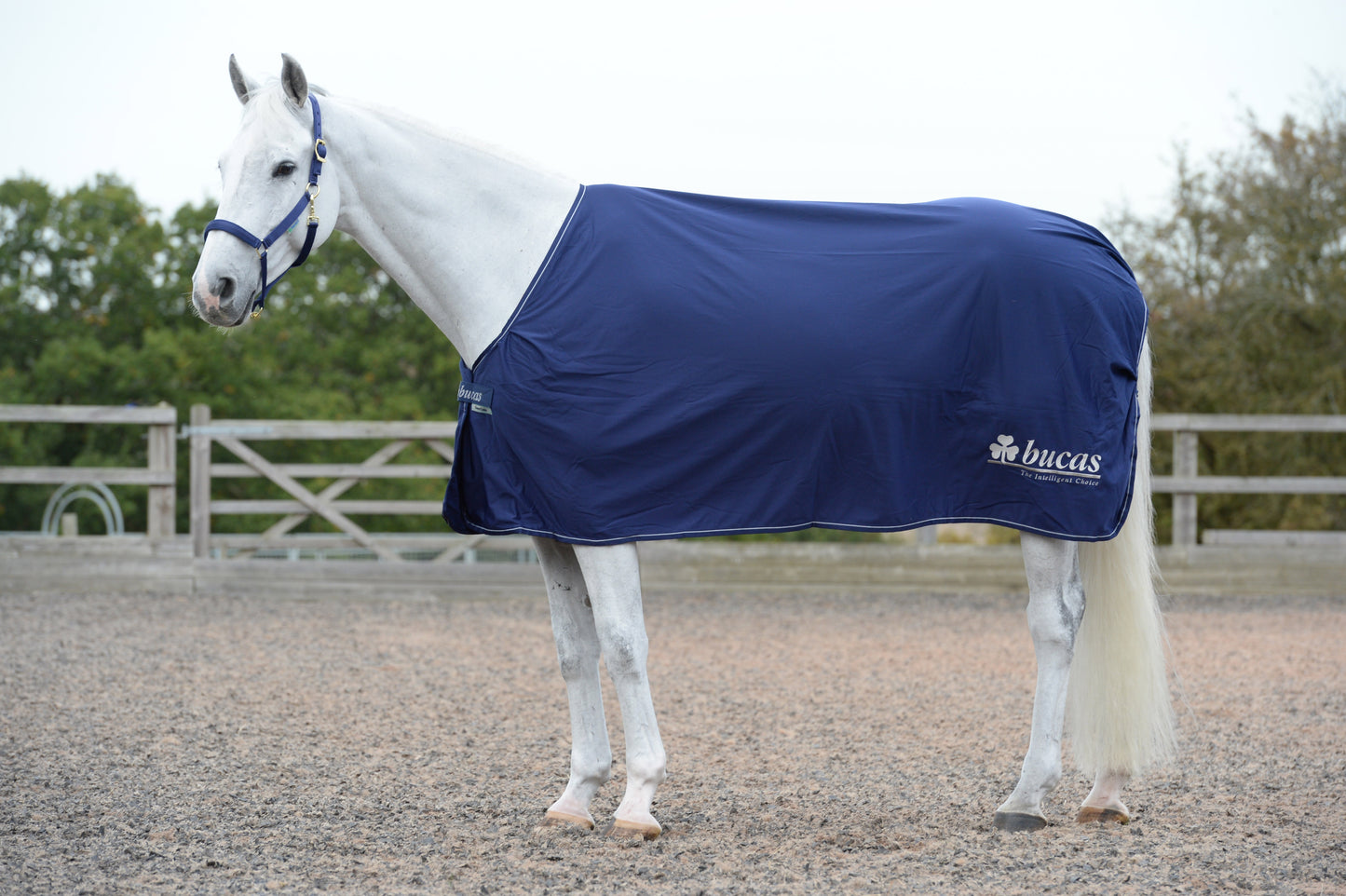 POWER PRIZE COOLER- Navy/Gold-24- 5'0 (115)