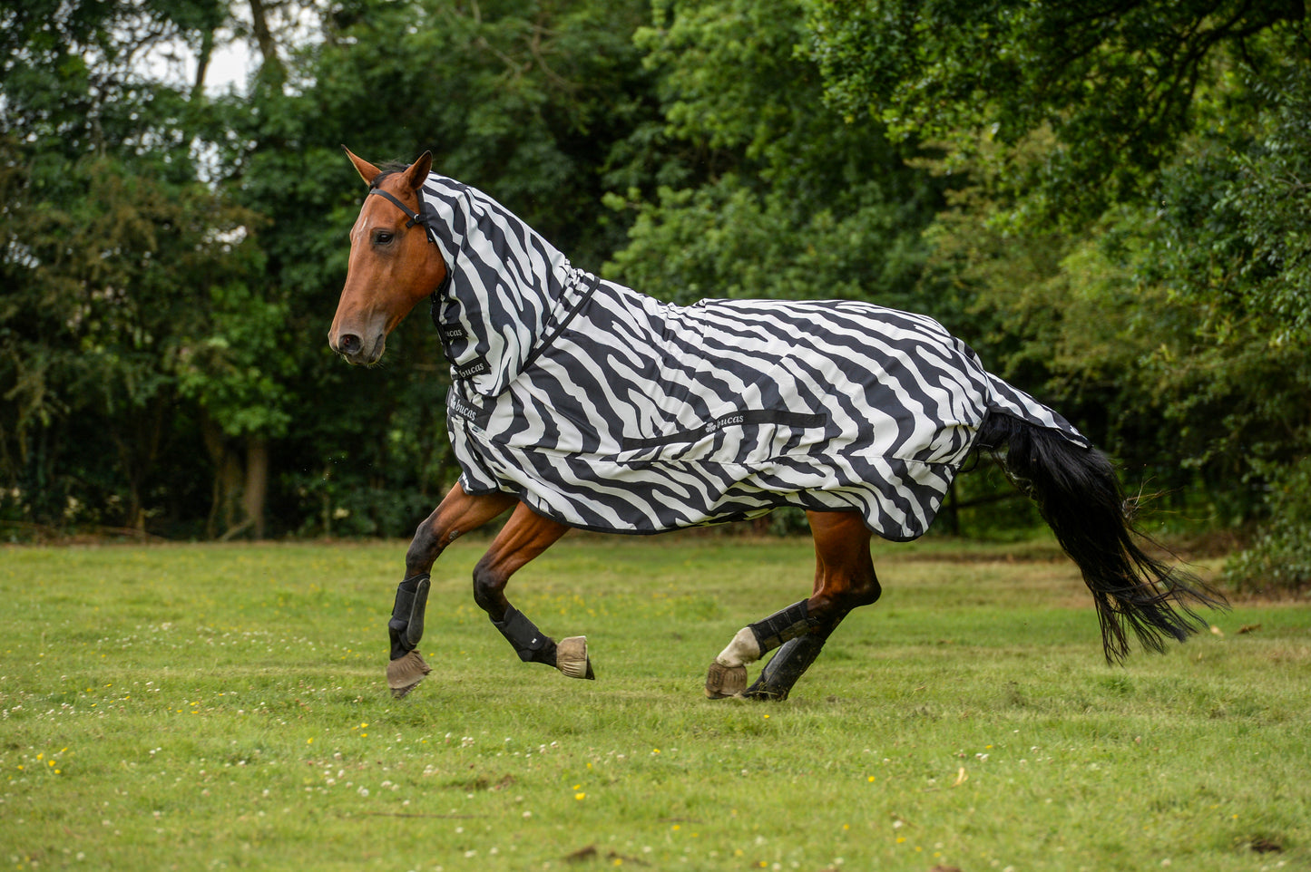 SWEET-ITCH ZEBRA- Zebra Print-80- 6'6 (145)