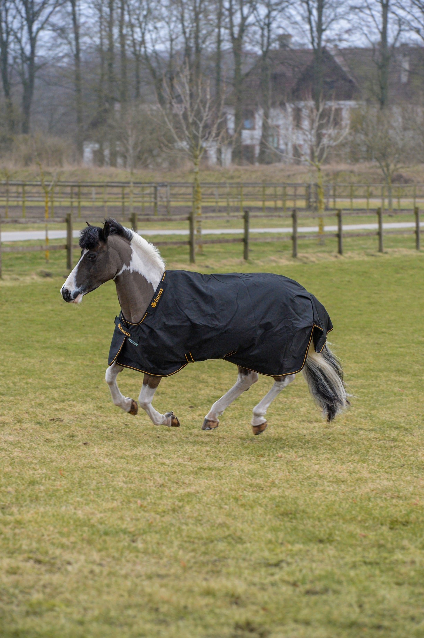 IRISH TURNOUT 50 PONY- BL/Gold-22- 4'3 (100)